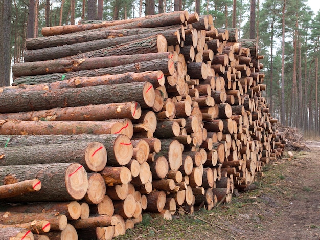 arvores-caidas-da-floresta-que-se-amontoam-na-floresta_334333-571